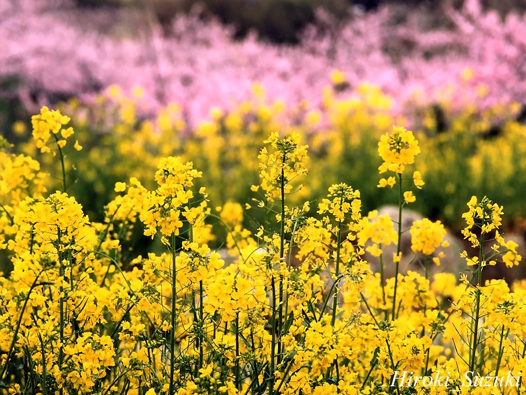 What Are Annual Flowers