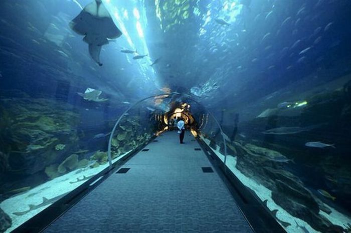 Giant Aquarium in Dubai Mall