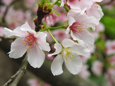 吉野櫻的花