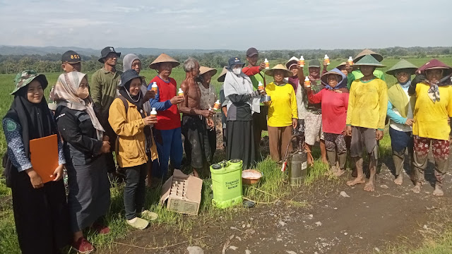 Puluhan Hektar Tanaman Padi di Ngawi Diserang Hama Wereng dan Ulat, Bersama Petani Disperta Ngawi Gerak Cepat