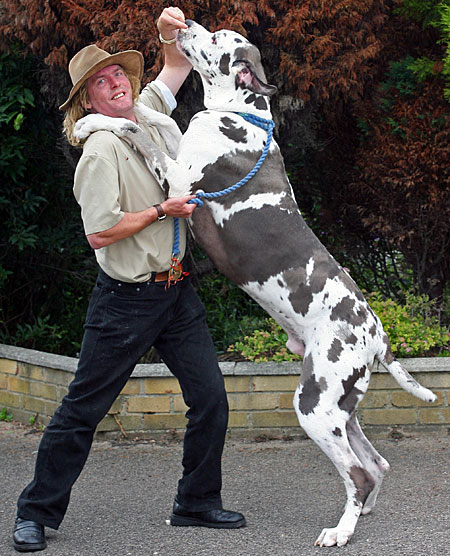 large dog breeds list. reeds of large dogs