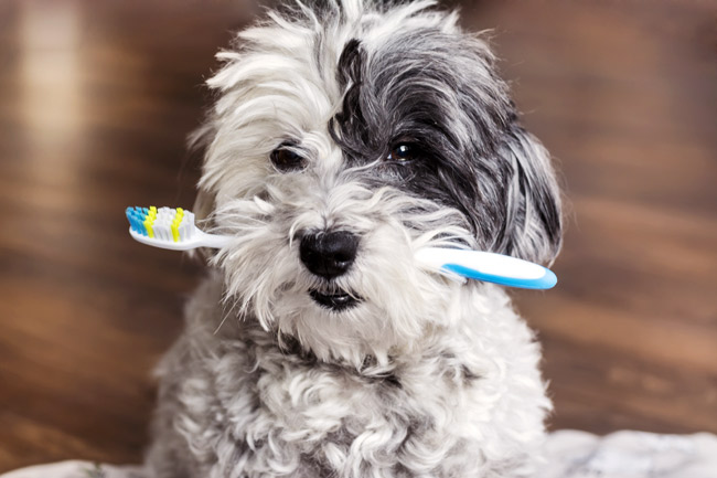 Jak dbać o zęby psa?