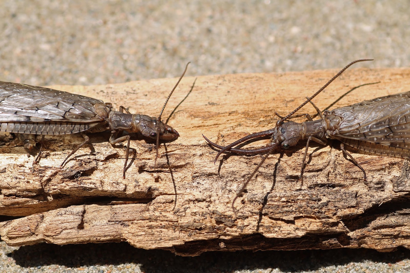 MObugs: Eastern Dobsonfly