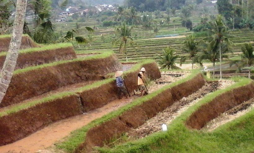 Jatiluwih World Heritage Site Ricefield-Terraces Tourist Attraction - Tourist, Objects, Attractions, Places, Areas, Destinations, Spots, Regions, Jatiluwih, Penebel, Village, Tabanan, Ricefield, Terraces, Bali, Attractions