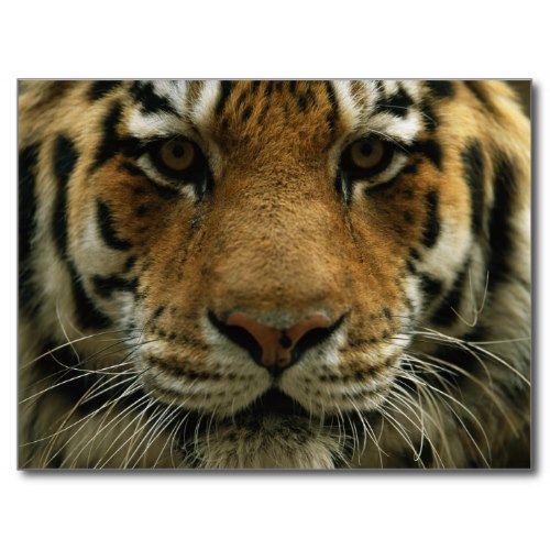 A Tiger Up Close | Wildlife Photo Portrait Poster
