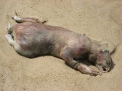 montauk monster photo