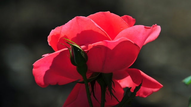 wallpaper rose