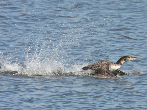 common loon range. The common loon is the