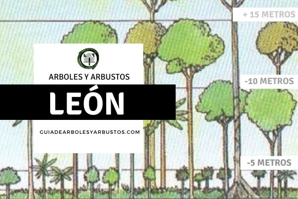 Arboles y arbustos de la provincia de León, España