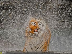 Para ver esta imagen del tigre 