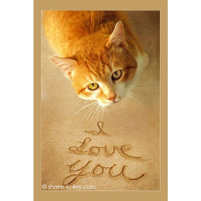 SPECIAL - I Love You Beach Cat - SHANE KELLEY PHOTOGRAPHY by shanekelley