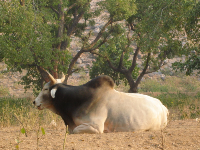 Bull seated at the foot of Govardhan