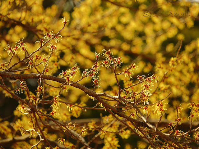 Hamamelis japonica