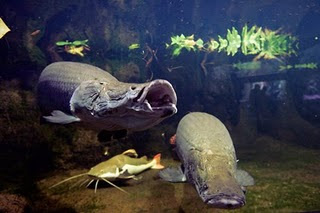 Arapaima Gigas