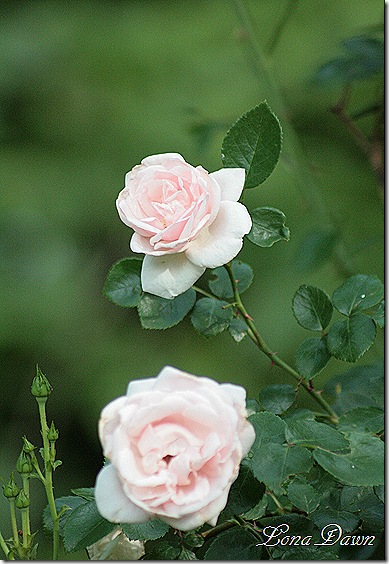 Rose_NewDawn