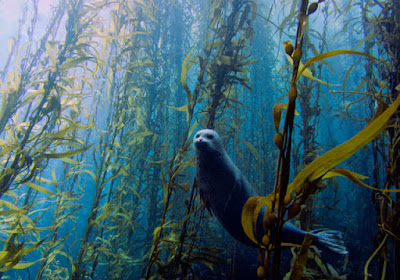 Bosques de macroalgas