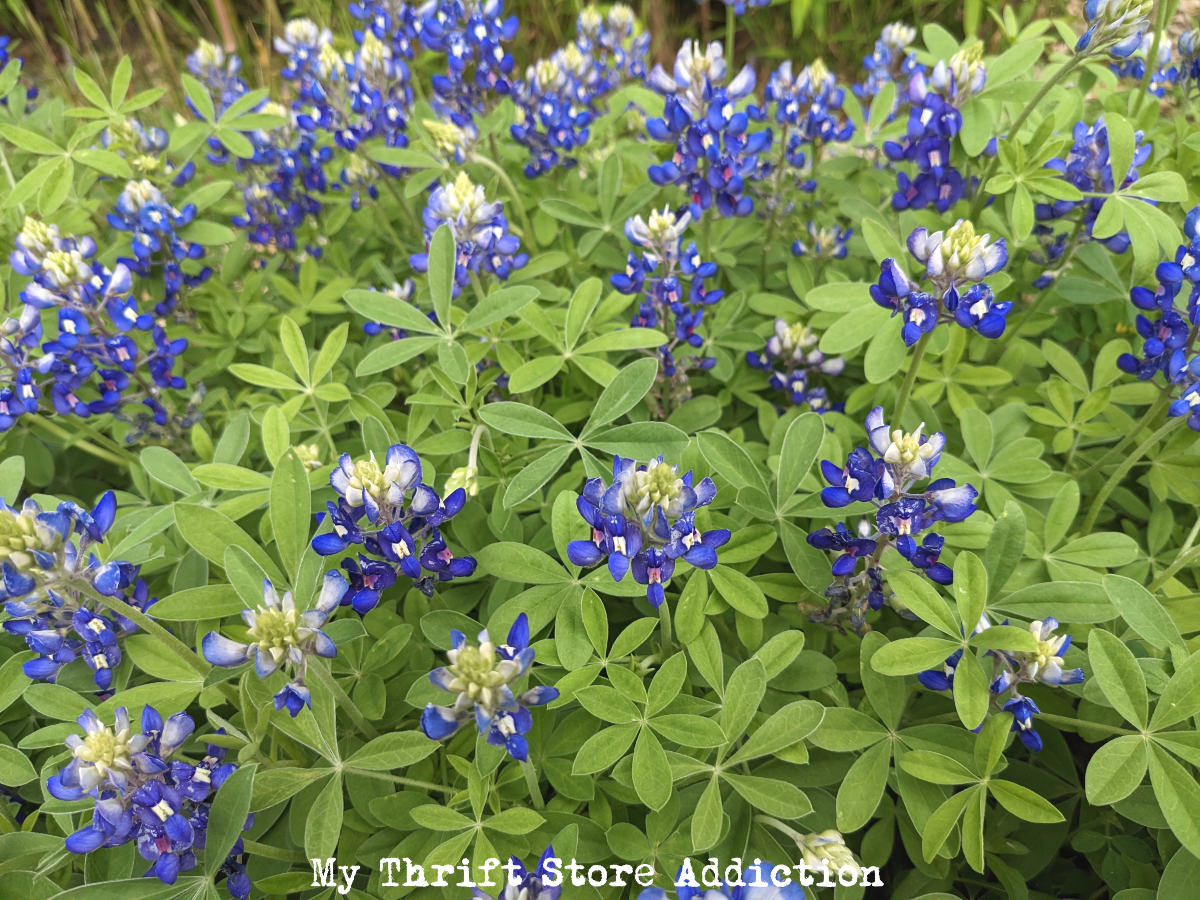 spring in the Texas Hill Country