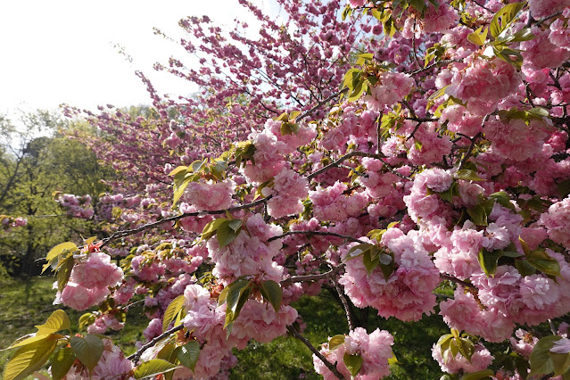 鳥取県西伯郡伯耆町小林 マウンテンストリームきしもと ヤエザクラ（八重桜）