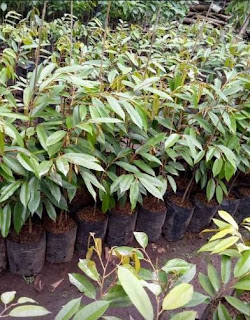  Jual Bibit Durian montong