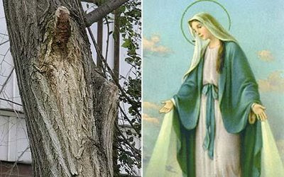 Virgin Mary spotted in a tree Illusion