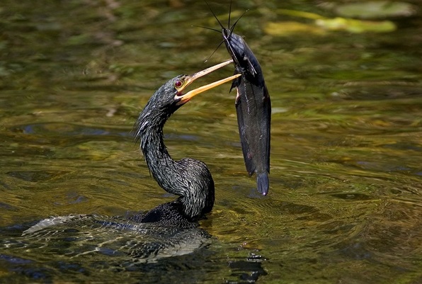 anhinga