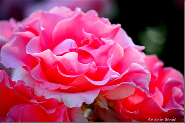 7 DSC_5721x1