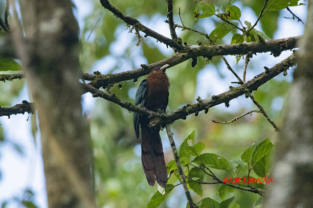 Chestnut Breasted Malkoha