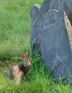 Caitlin GD Hopkins photo of bunny in graveyard