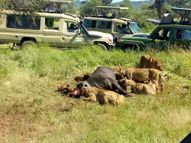  Privet Safaris Tanzania national park booking with thebiggmaxculturaltours