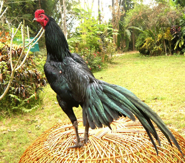 Gambar Ayam Bangkok Bagus Ayam Juara