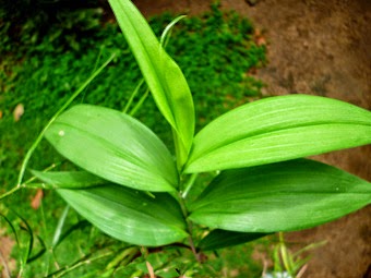 Sapling of Glory Lily