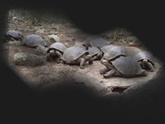 turtles