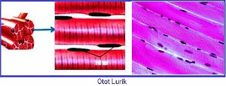 Pengertian, Fungsi dan Ciri-Ciri Otot Lurik