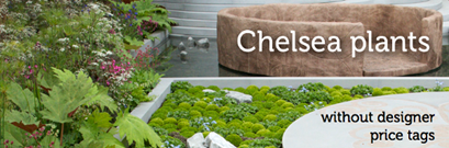 Chelsea plants without designer price tags