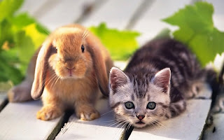 pets cat and rabbit animal picture