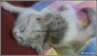 Anak kucing tidur