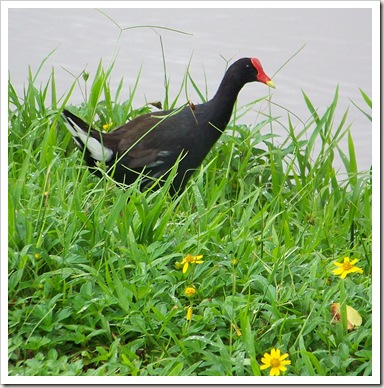 HawaiianGallinule_Blog