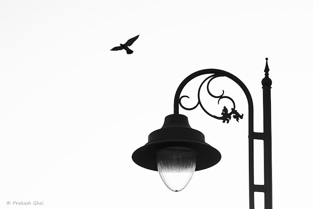 A Bird Flying across the sky contrasting well to the stationary Street Lamp.