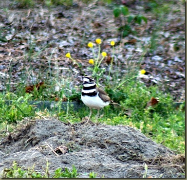 Killdeer