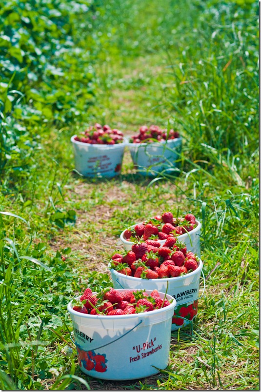 Strawberry sorbet-0834