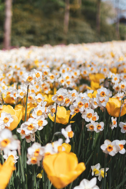 yellow and white flowers:Photo by Clémence Taillez on Unsplash