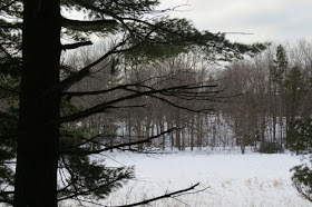 snowy landscape through a pine