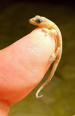 Photos of Tiny Animals In People's Hand