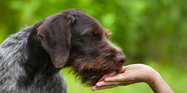 pourquoi-mon-chien-me-leche-la-main