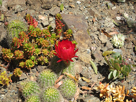 cactus in bloom, and a variety of other succulents