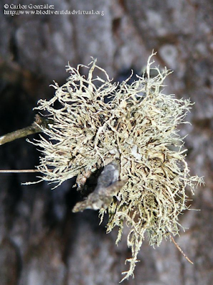 http://www.biodiversidadvirtual.org/hongos/Ramalina-cf.-farinacea-img78924.html