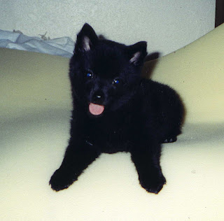 Schipperke Puppy Photos