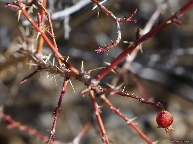 27: rose hip and many thorns