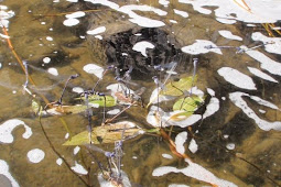 Damsels Dancing on the Water