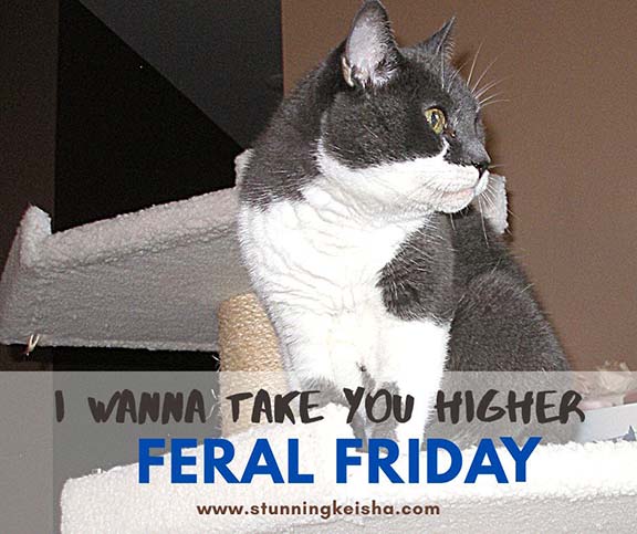 Feral Friday: I Wanna Take You Higher